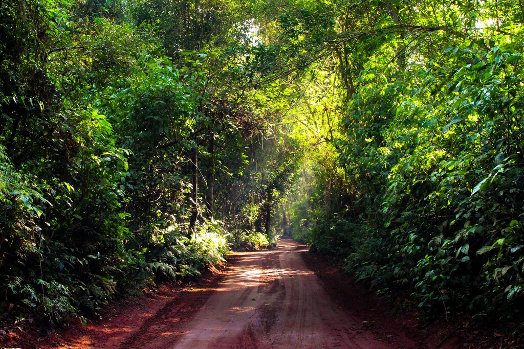 A path through a Brazilian forest