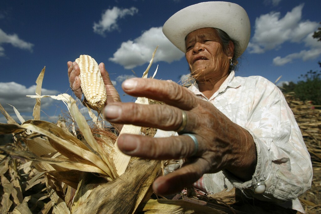 Encarnación Torres, de 66 años, cosecha maíz cerca del pueblo de San Nicolás de los Ranchos en el estado de Puebla, México 17 de enero de 2007.