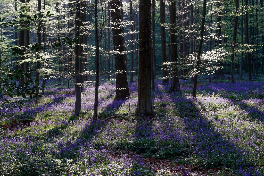 Wild bluebells, which bloom around mid-April, turning the forest completely blue, form a carpet in the Hallerbos, also known as the 'Blue Forest', near the Belgian city of Halle, Belgium April 20, 2018. REUTERS/Yves Herman TPX IMAGES OF THE DAY - RC19FFD33A70
