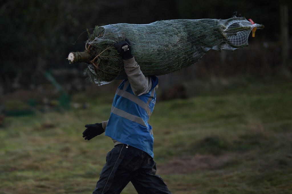 A farm worker carries a bagged Christmas tree to a customer at Wicklow Way Christmas tree farm in Roundwood, Ireland December 9, 2018. REUTERS/Clodagh Kilcoyne - RC183E3950D0