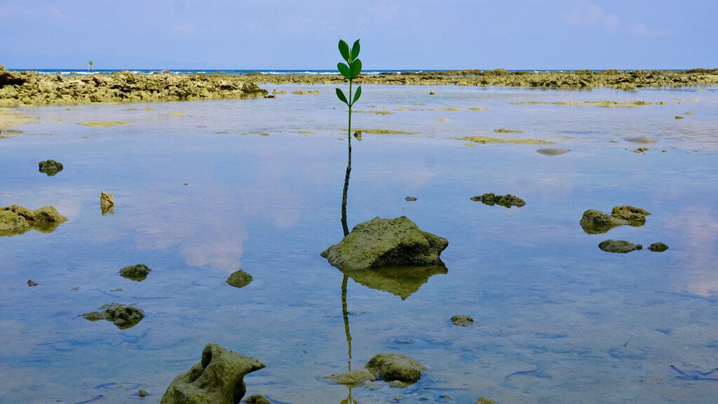 Una pequeña planta que crece fuera del agua: un liderazgo resiliente y sostenible requiere involucrar a diversas voces.