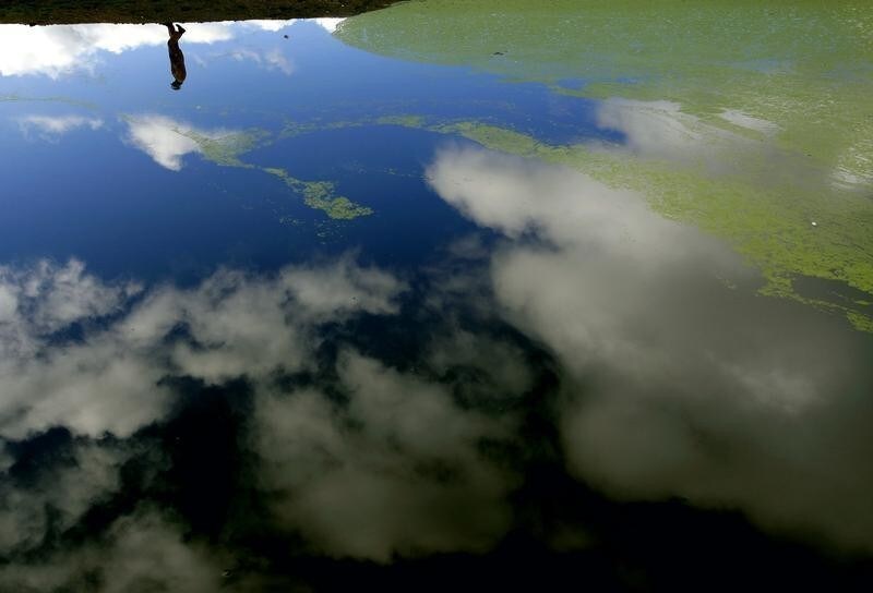 Farmer John Ive inspects a dam on his property at Dicks Creek, located 35 kilometres (22 miles) northwest of Canberra, that has been effected by blue-green algae, also known also as Cyanobacteria, June 4, 2007. Potentially lethal to all animals, the algae thrives on a combination of nutrients, light, warmth and calm conditions, which are all factors common to lakes, reservoirs and farm dams. Many inland water ecosystems in Australia face an enormous threat from the presence of the blue-green algae. As the surface scum begins to die and decompose, the toxins are released and the oxygen supplies on which vegetation, fish and other water life depend, are depleted. World Environment Day is held on June 5.