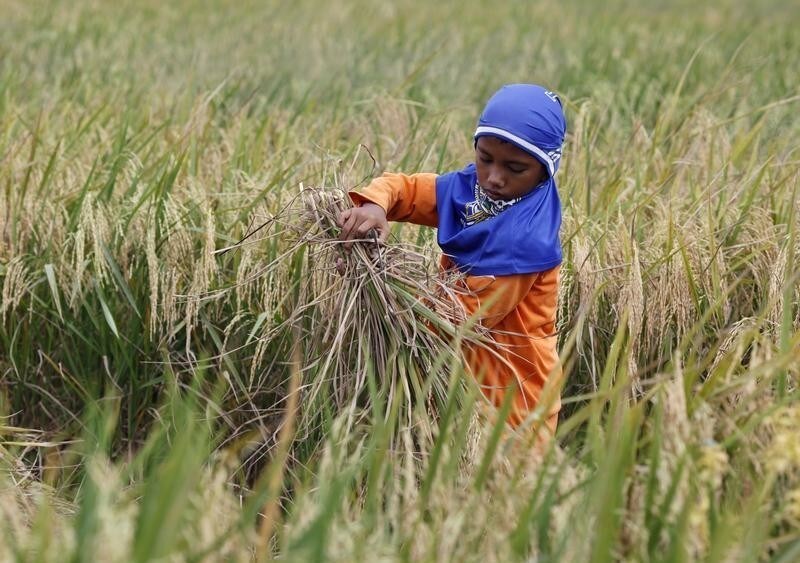 A boy harvests rice in Babelan village in the Bekasi district of Indonesia's West Java province March 1, 2011. Indonesia expects a rice surplus of 10 million tonnes in the next 5-10 years as the government plans to open up vast area of new farmland to boost production, government officials said on Wednesday. Picture taken March 1, 2011.
