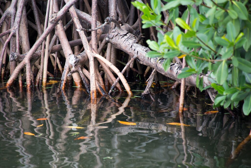detail of mangrove tree routes as they touch the water highlighting threat to biodiversity