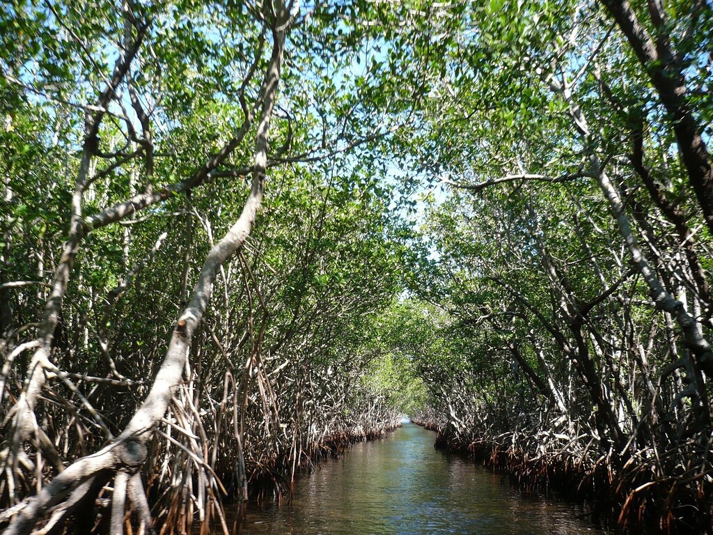 A mangrove forest