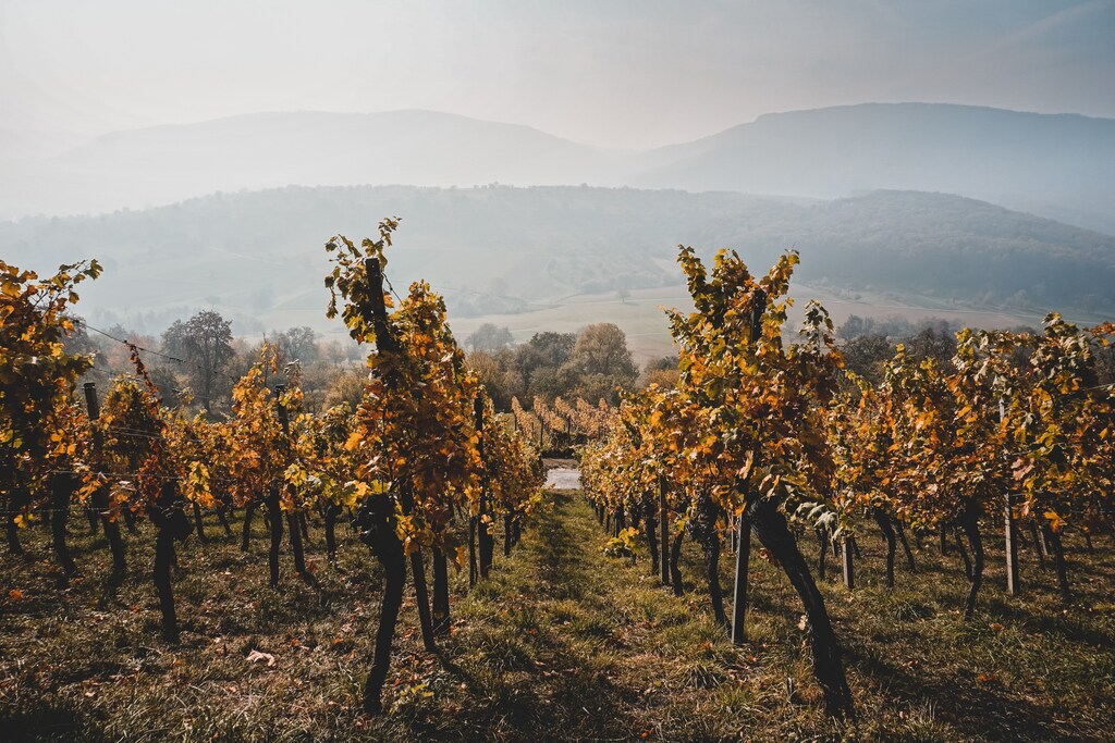 vineyard wine grape variety biodiversity temperature climate change heat continent cold new zealand italy spain seed agriculture