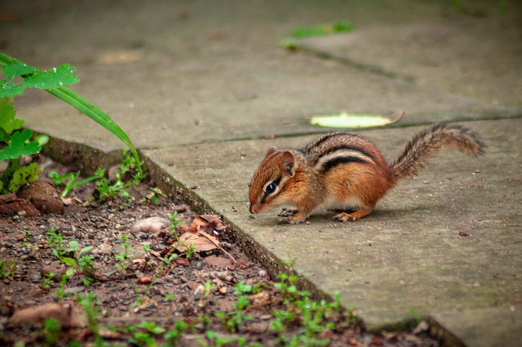 A brown squirrel on the ground. monkeypox virus