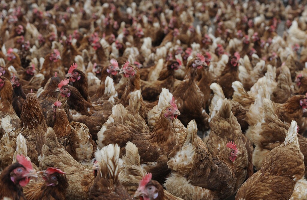 Hens roam on a James Potter free range farm that produces eggs for Asda supermarkets, in Catton, northern England February 21, 2011. Asda, the British arm of U.S. retailer Wal-Mart, reported on Tuesday an acceleration in sales growth in the fourth quarter, boosted by a strong performance from its premium own-label brands in the run up to Christmas. Photograph taken February 21, 2011. REUTERS/Nigel Roddis (BRITAIN - Tags: ANIMALS BUSINESS ENVIRONMENT) - GM1E72M1LO401