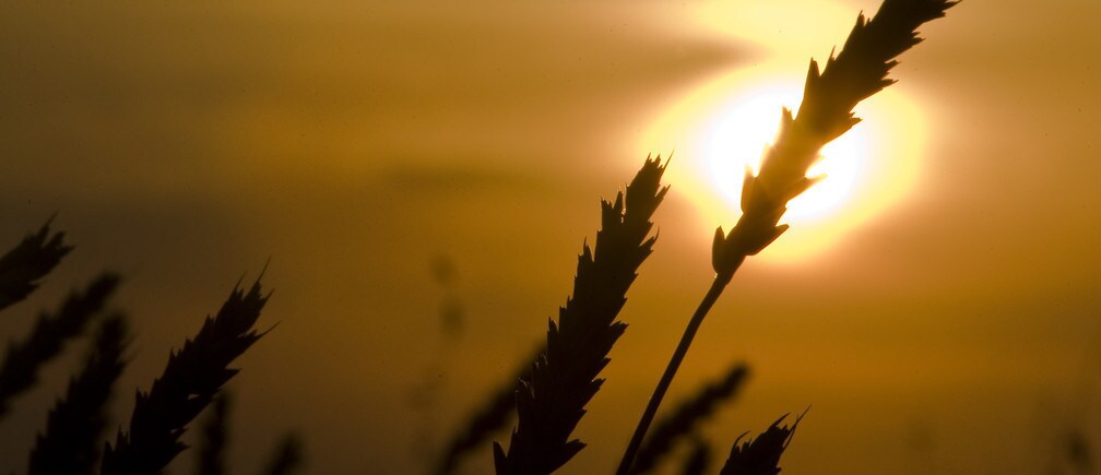 There are four areas critical to achieving a successful transformation of food systems
