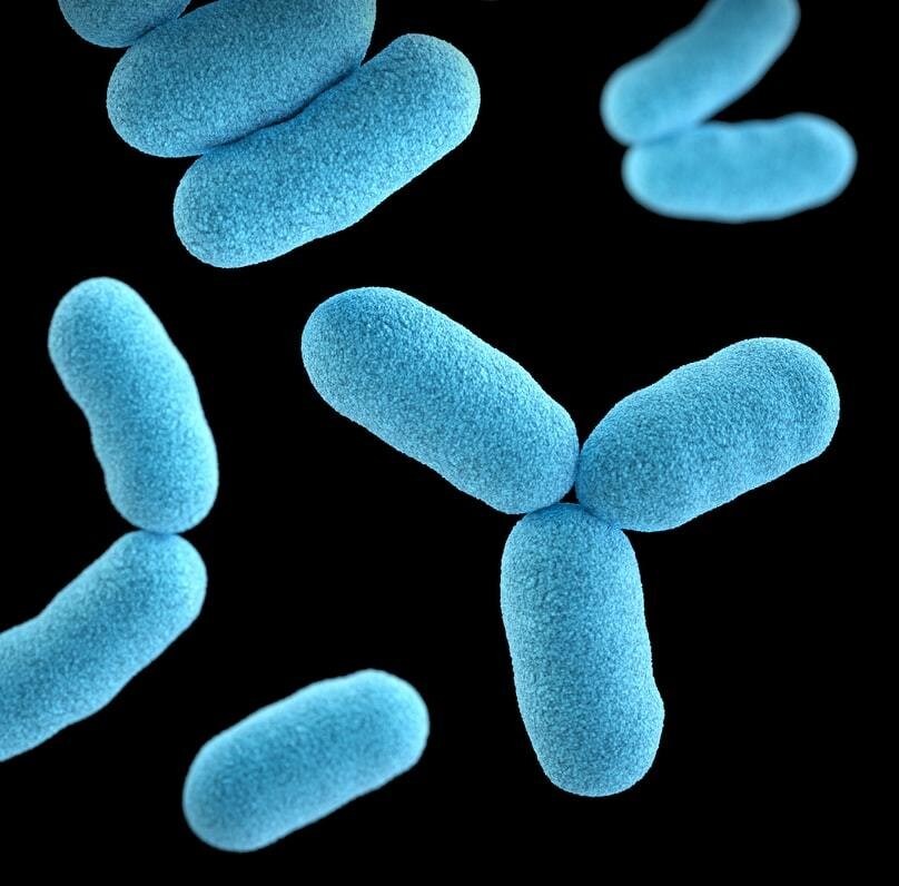 A three-dimensional (3D), computer-generated image, of a group of Gram-positive, Corynebacterium diphtheriae, bacteria.