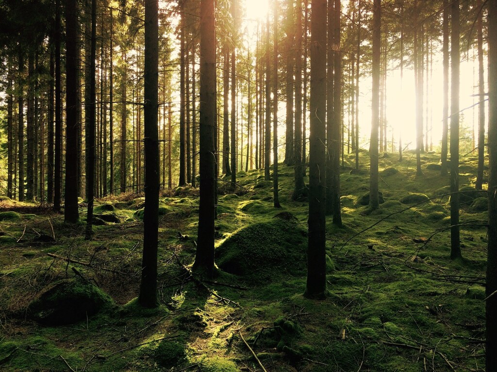 La silvicultura de cubierta continua y de retención son dos prácticas que pueden ayudar a mantener los bosques sanos y resilientes.