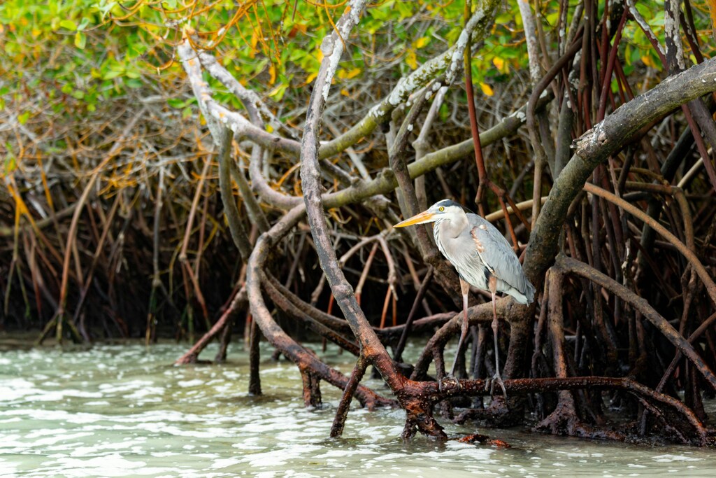 Mangroves play a vital role as breeding grounds for fish and natural coastal protectors.
