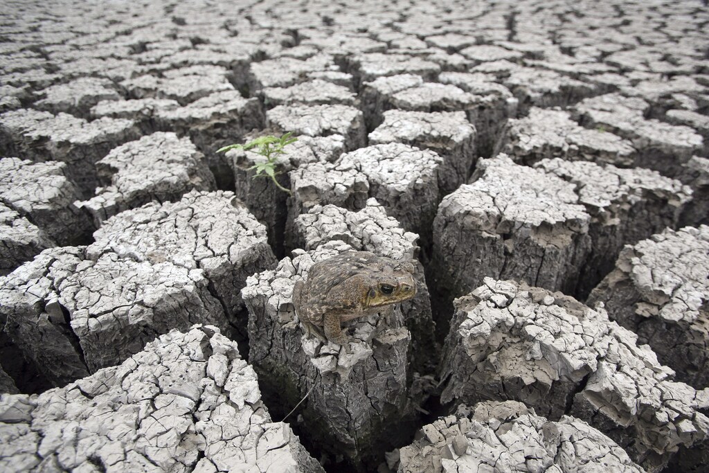 A frog is seen on ground cracked by drought in the Las Canoas Lake, some 59 km (37 miles) north of the capital Managua April 8, 2010. The lack of rain caused by the El Nino meteorological phenomena decreased water level in Las Canoas Lake, located in the center of Nicaragua, affecting approximately eight thousand people who live in the surrounding areas. REUTERS/Oswaldo Rivas (NICARAGUA - Tags: ANIMALS ENVIRONMENT SOCIETY) - GM1E6490MQ301