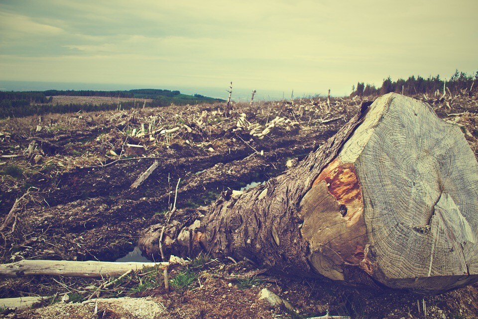 Deforestation impact