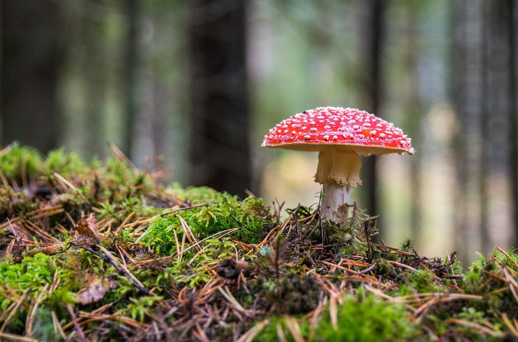 Fungi.