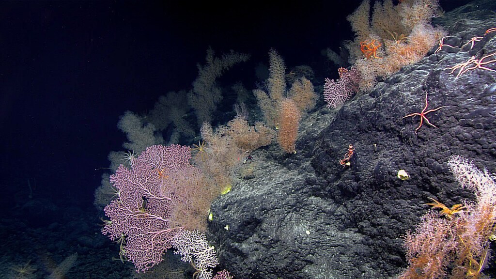 The image shows the deep-sea to illustrate the impact that deep-sea mining could have on this scene
