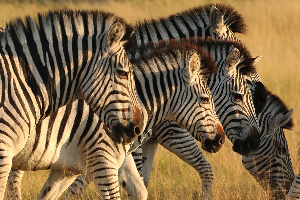 A herd of zebras is seen in the Okavango Delta, Botswana, April 25, 2018. REUTERS/Mike Hutchings - RC19B7576A50