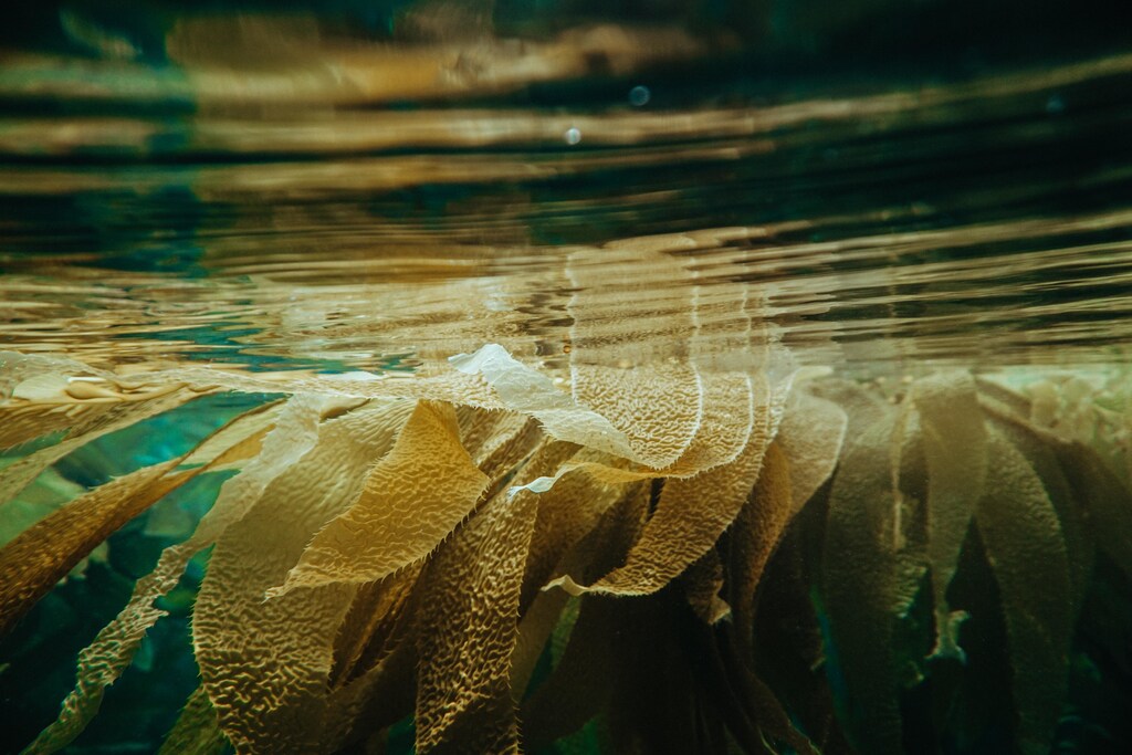The world’s kelp forests grow along more than one-quarter of all seacoasts