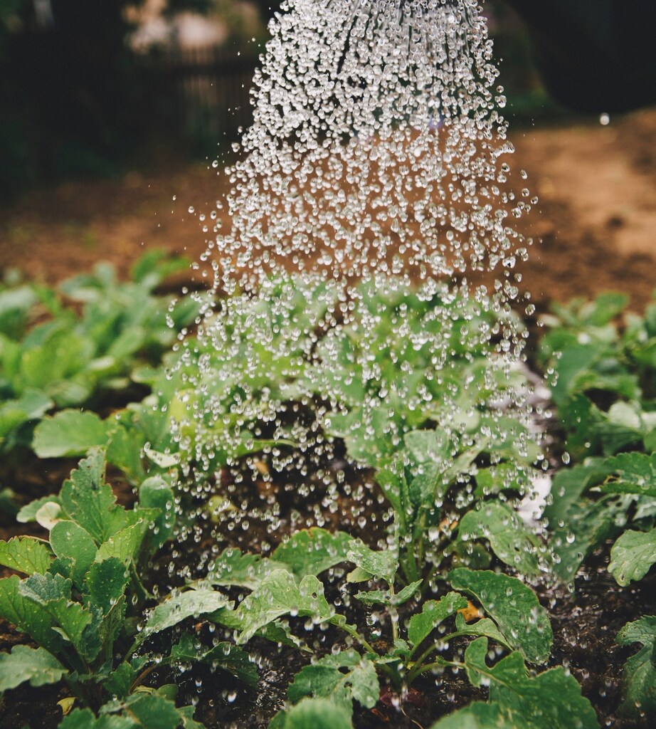 Plants in the ground being watered