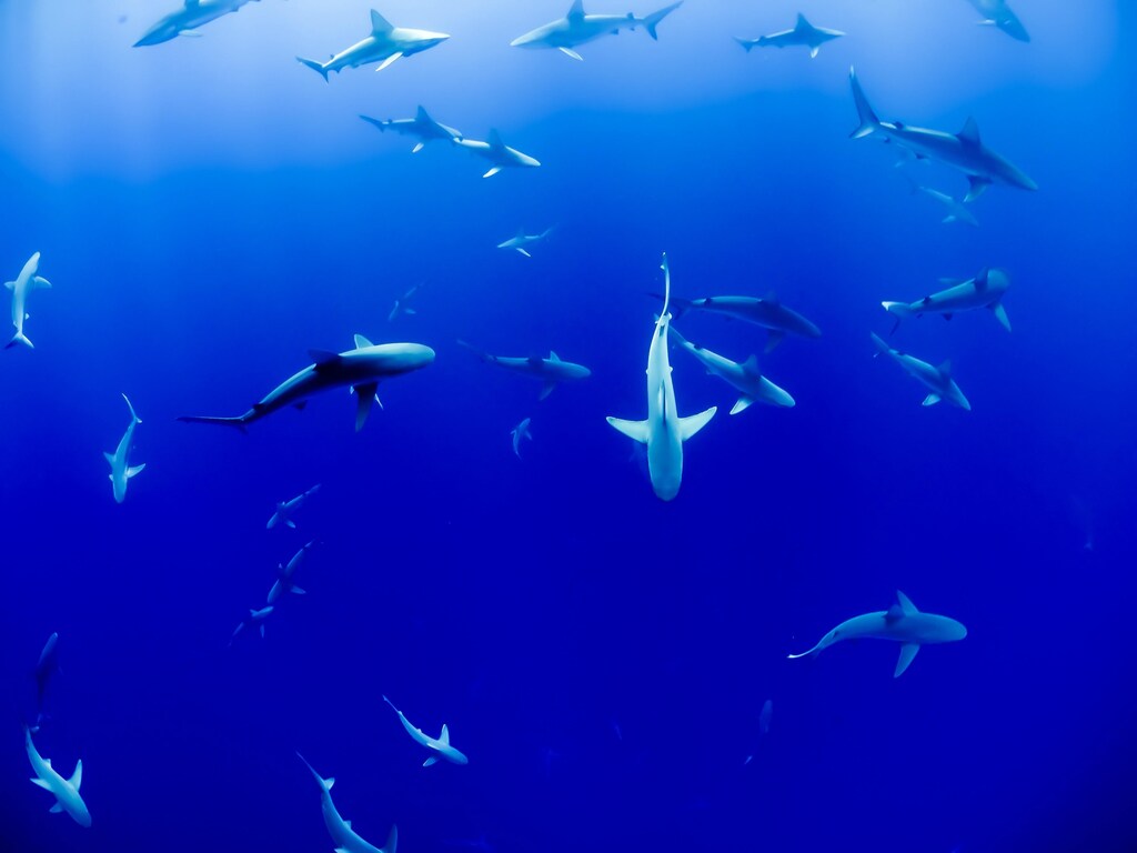 Sharks swim in the ocean.