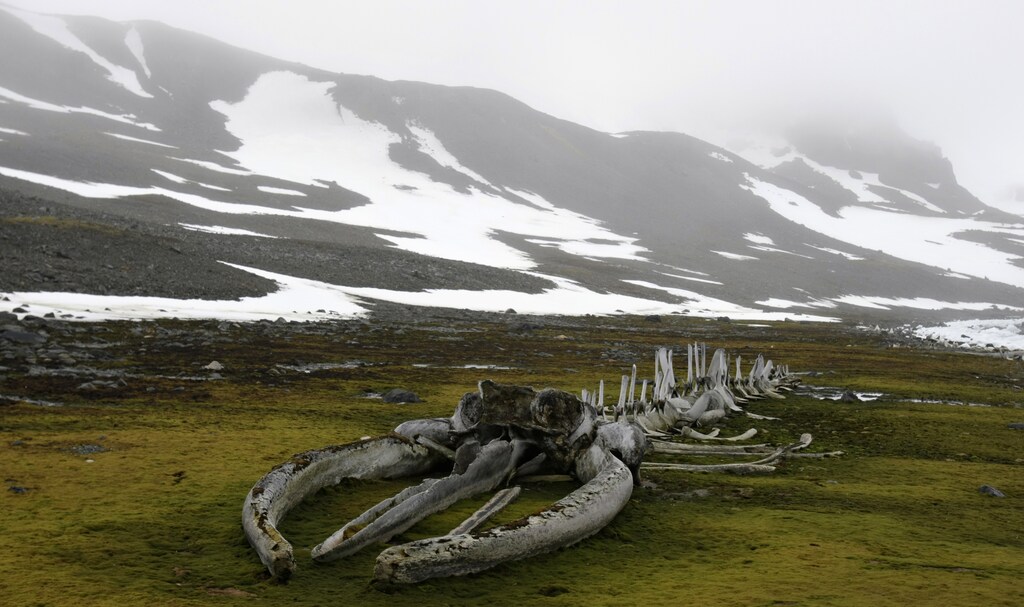 A whale fossil is seen near to the Commandante Ferraz Brazilian Antarctic Station located in Admiralty Bay, King George Island on the Antarctic continent November 25, 2008. The whale fossil was constructed by French explorer Jacques Cousteau in 1979. REUTERS/Paulo Whitaker (ANTARCTICA) - GM1E4BQ0FJ201