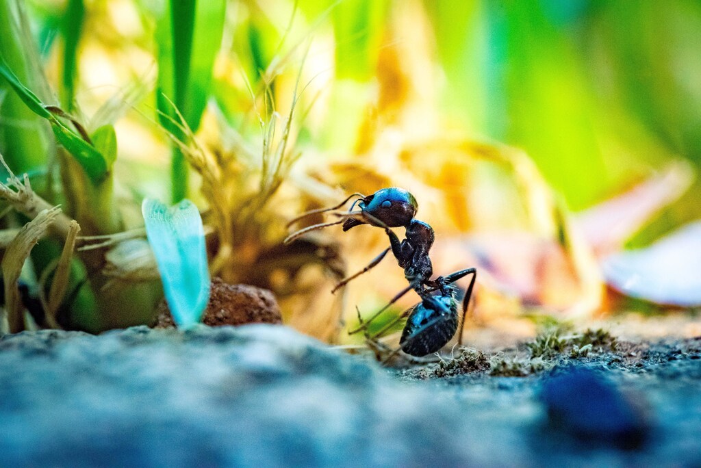 biodiversity insects adapt populations medicine food supplies ingredients economy nature environment climate change global warming