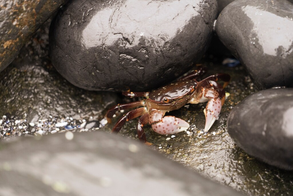 Dungeness Crab species are losing their soft shells due to the effects of ocean acidification