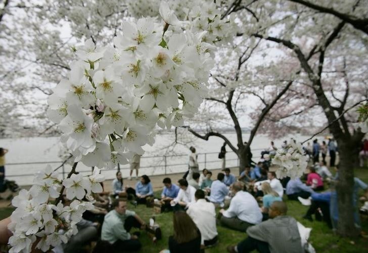 Office workers enjoy a picnic lunch under the cherry blossoms peaking along the tidal basin in Washington, April 7, 2005. The annual Cherry Blossom Festival runs through April 10th and marks the 93rd celebration of the original gift of the 3,000 cherry trees from the city of Tokyo to Washington. REUTERS/Jason Reed JIR