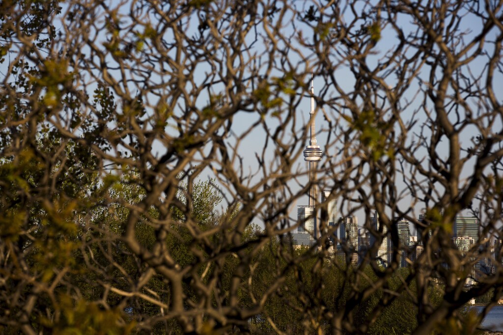 The CN Tower is seen through branches at Tommy Thompson Park located on a man-made peninsula known as the Leslie Street Spit, in Toronto May 24, 2015. It was created over 60 years ago by the dumping of dredged sand, concrete chunks and earth fill, expanding what was once just a thin strip of land in the city's busy harbor. An unexpected urban oasis, the development brings marshes, lagoons and forests to the centre of Canada's largest city. REUTERS/Mark BlinchPICTURE 9 OF 29 FOR WIDER IMAGE STORY "EARTHPRINTS: LESLIE STREET SPIT"SEARCH "LESLIE SPIT" FOR ALL IMAGES - GF10000216969