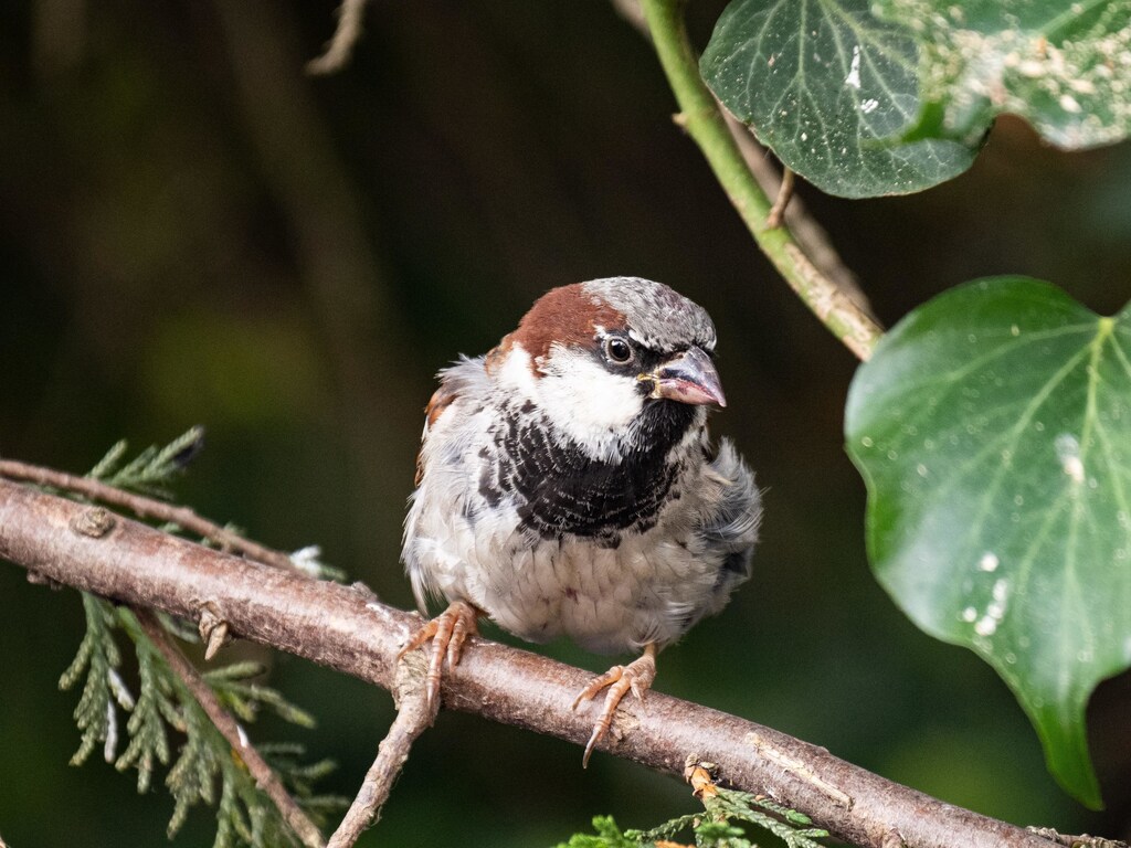 Birds, like this one here, flocked to North American cities due to lack of human activity in the first COVID-19 lockdowns.