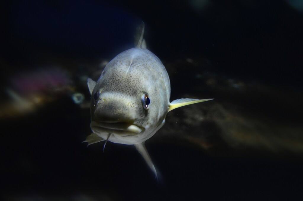 Up close image of a cod fish with dark sea background.
