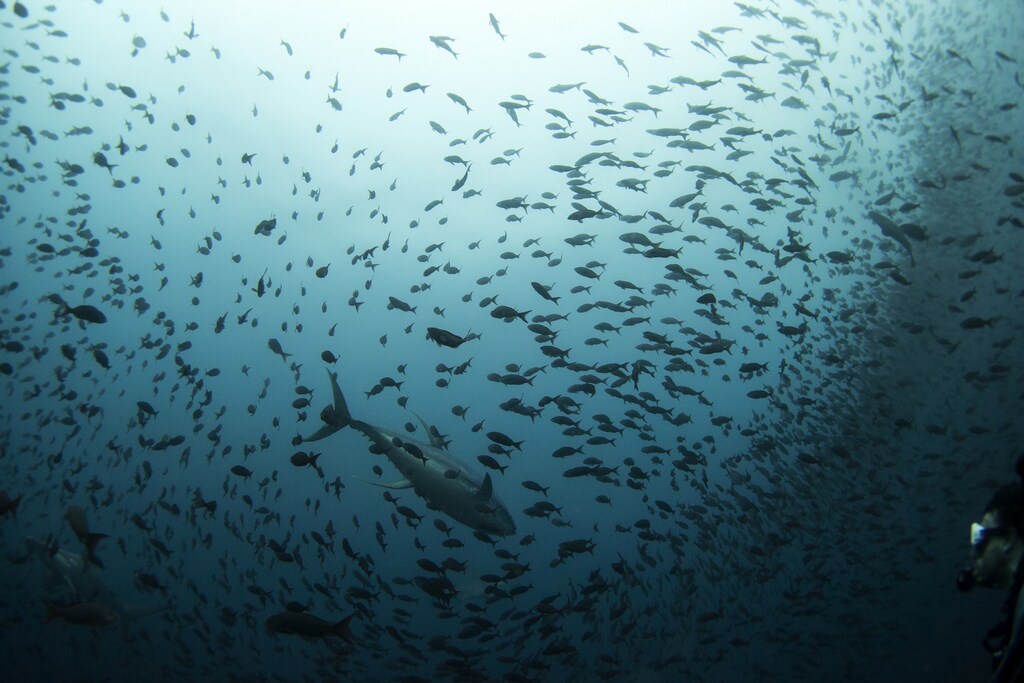 A tuna swims among a school of fish as a scuba diver looks on at Galapagos Marine Reserve August 19, 2013. Picture taken August 19, 2013. REUTERS/Jorge Silva (ECUADOR - Tags: ENVIRONMENT SOCIETY TRAVEL ANIMALS TPX IMAGES OF THE DAY) - GM1E99315L201
