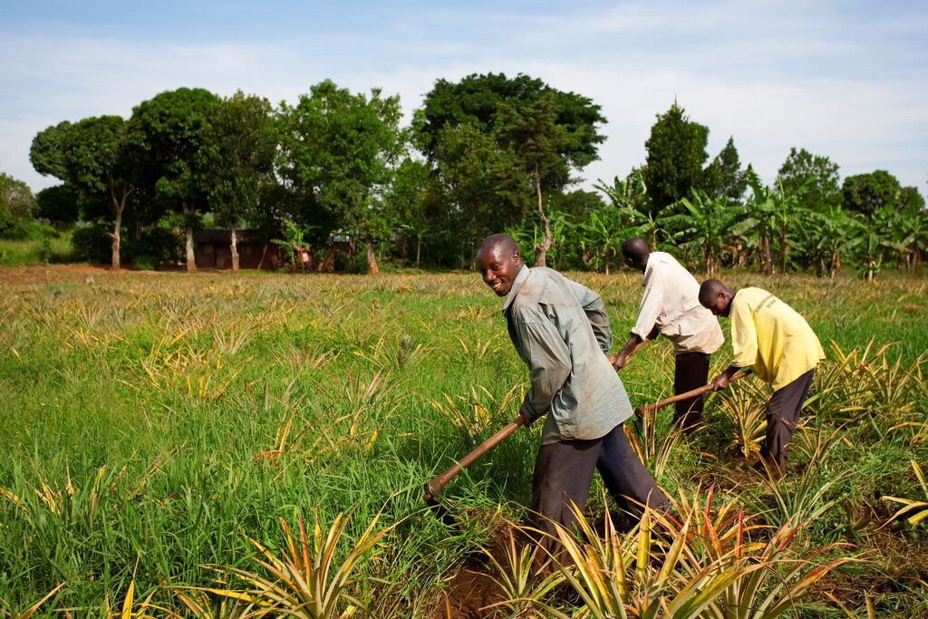 Land degradation and climate change in Africa are threatening agricultural production and food security for its growing population.