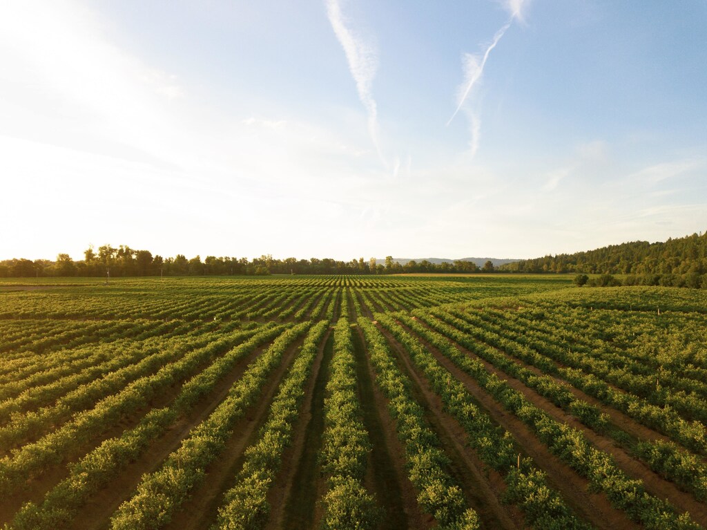 A large vineyard and grass field.