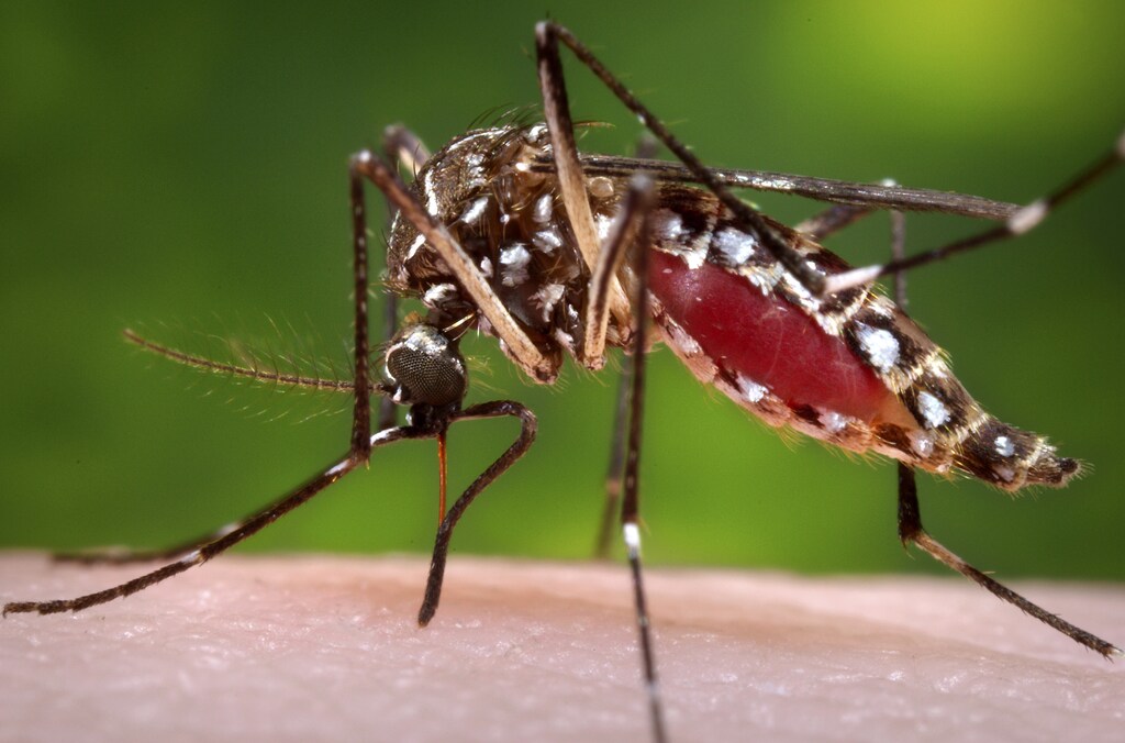 A female Aedes aegypti mosquito is shown in this 2006 Center for Disease Control (CDC) photograph released to Reuters on October 30, 2013. The mosquito, known to carry such potentially deadly diseases as dengue and yellow fever, has been detected for the first time in California, raising concerns among public health officials and prompting intense efforts to prevent the spread of the potentially deadly diseases. REUTERS/James Gathany/CDC/Handout via Reuters (UNITED STATES - Tags: HEALTH) ATTENTION EDITORS - THIS IMAGE HAS BEEN SUPPLIED BY A THIRD PARTY. IT IS DISTRIBUTED, EXACTLY AS RECEIVED BY REUTERS, AS A SERVICE TO CLIENTS. FOR EDITORIAL USE ONLY. NOT FOR SALE FOR MARKETING OR ADVERTISING CAMPAIGNS - GM1E9AV0FE001