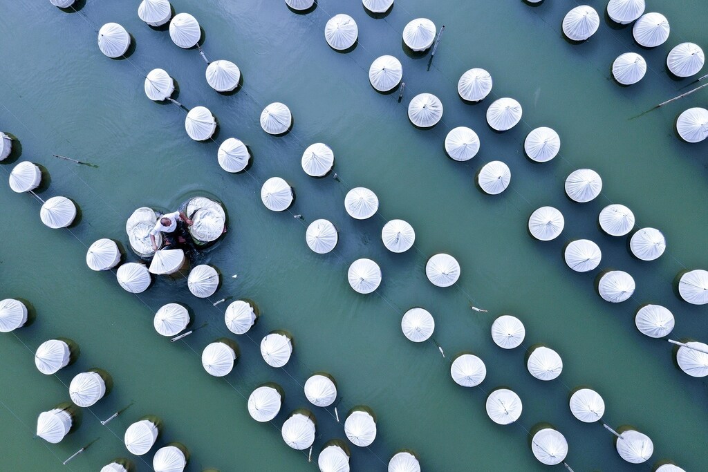 A worker collects fishing nets at an aquaculture company in Xuzhou, Jiangsu province, China August 30, 2018. Picture taken August 30, 2018. REUTERS/Stringer ATTENTION EDITORS - THIS IMAGE WAS PROVIDED BY A THIRD PARTY. CHINA OUT. NO COMMERCIAL OR EDITORIAL SALES INÂ CHINA. TPX IMAGES OF THE DAY - RC161AEE6770