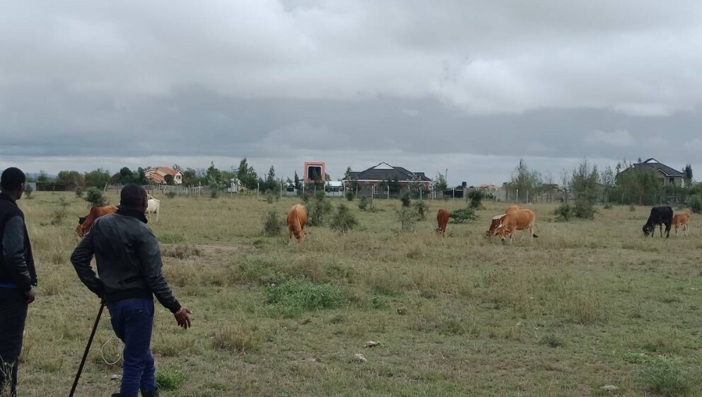 Brian Kikon and his friend herd his cattle near palatial homes that have started eating into pasture land at at Isinya, Kajiado County, Kenya, May 26, 2019. Thomson Reuters Foundation / Benson Rioba