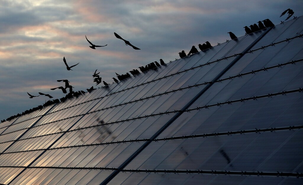 Ravens sit on solar panels at the Abakan solar electric station owned by Russian electricity firm EuroSibEnergo of En+ Group, in a suburb of the Siberian town of Abakan, in the Republic of Khakassia, Russia September 26, 2017. Picture taken September 26, 2017. REUTERS/Ilya Naymushin - RC17CCD05CB0