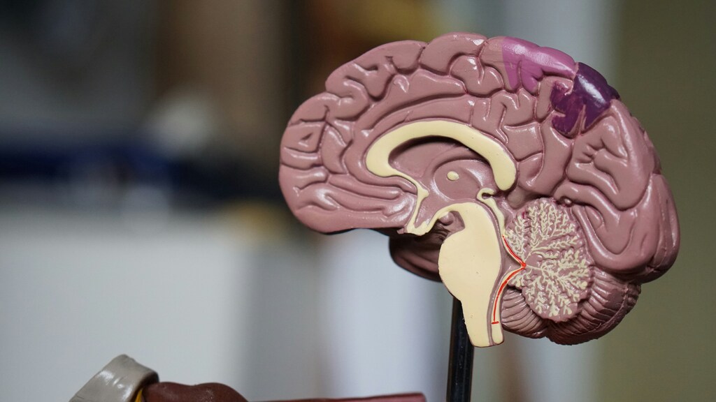 Model of a brain.
