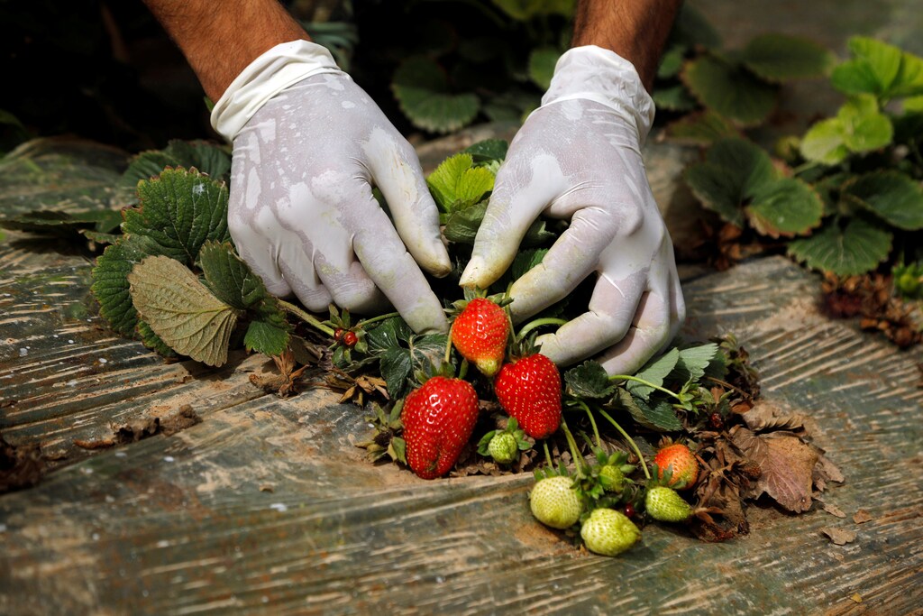 A Palestinian worker collects strawberries at a farm in Tubas, in the in the Israeli-occupied West Bank April 30, 2019. REUTERS/Raneen Sawafta - RC18415BE380