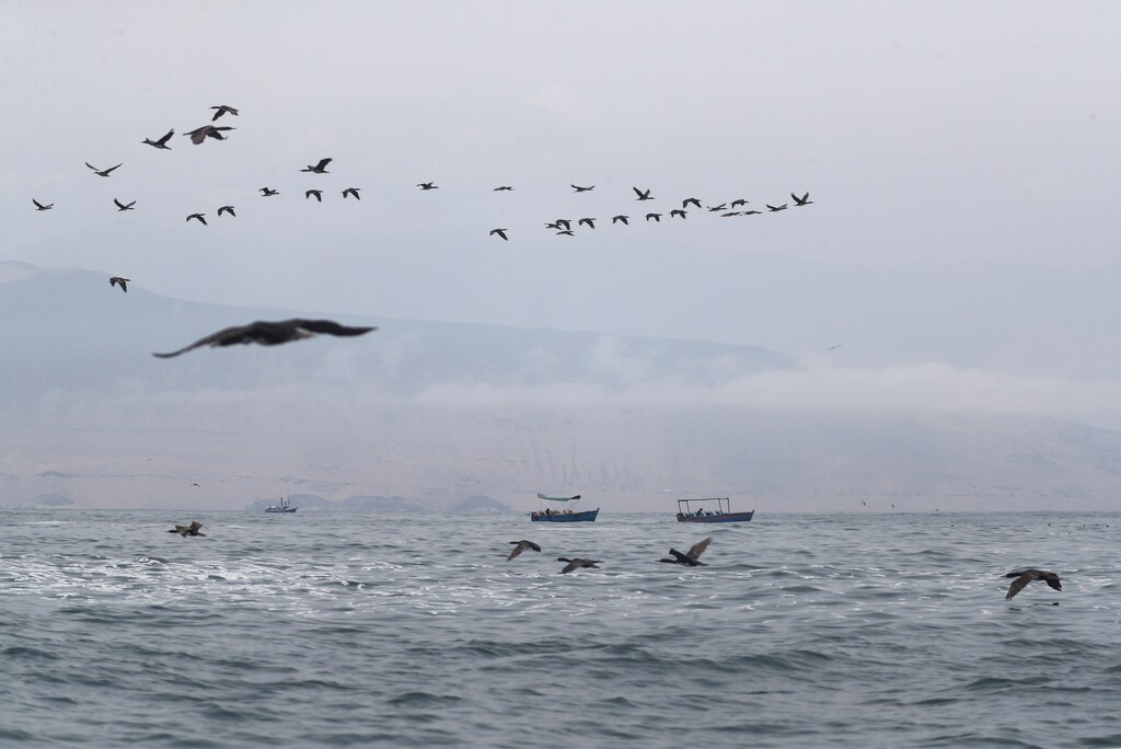 More than three billion people rely on the ocean for their livelihoods, most of them in developing countries. It is also a key resource in mitigating climate change and protecting biodiversity.