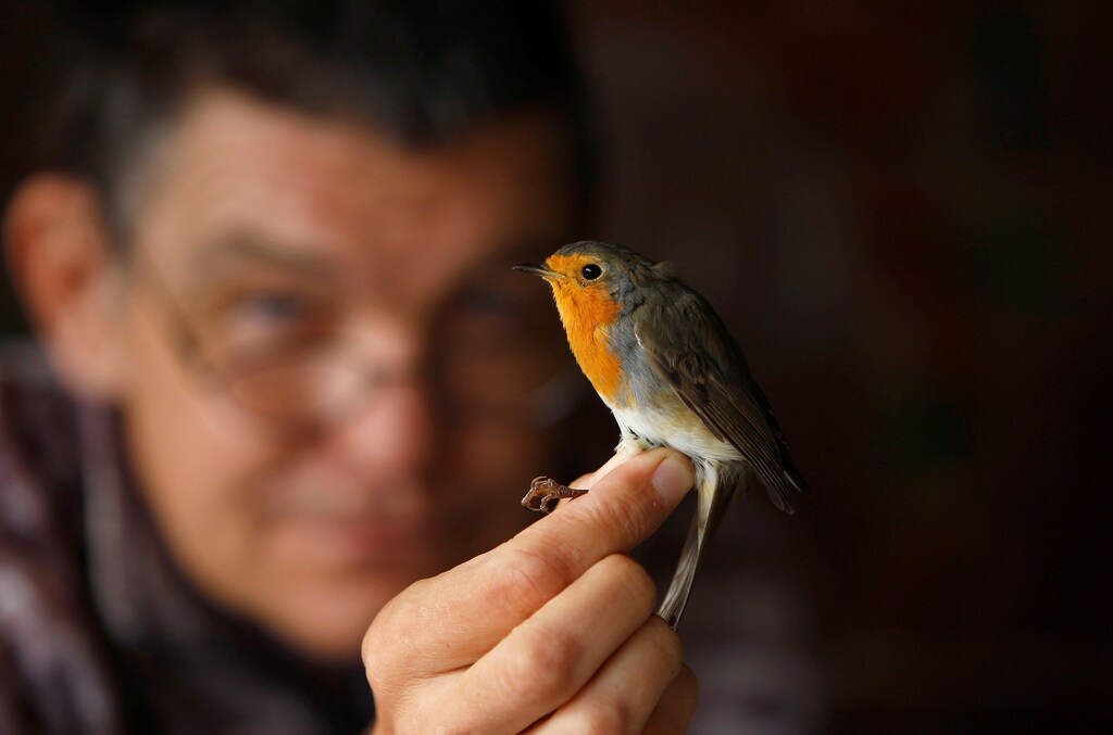 Biologist Tomi Trilar inspects Robin during bird ringing in Vrhnika , Slovenia, August 8, 2017. Picture taken August 8, 2017. REUTERS/Srdjan Zivulovic - RC1DC6D53460