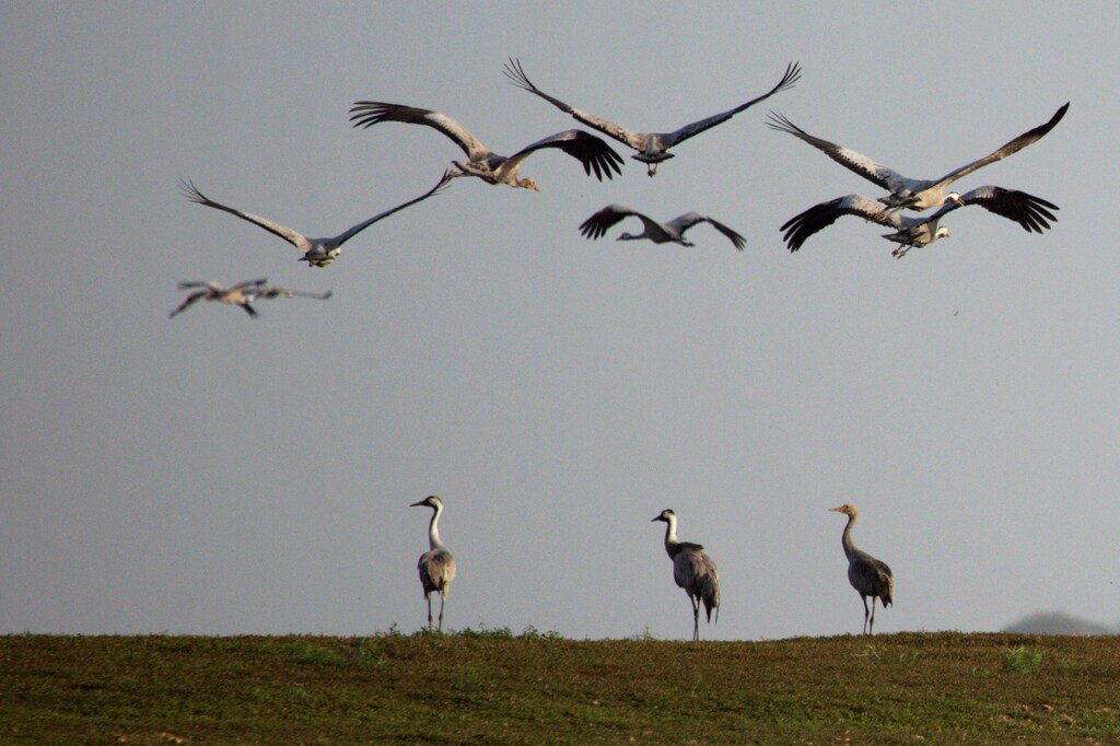 Cranes are seen at the Duchang wetland of Poyang Lake in Jiujiang, Jiangxi province, China October 30, 2019. Picture taken October 30, 2019. REUTERS/Stringer ATTENTION EDITORS - THIS IMAGE WAS PROVIDED BY A THIRD PARTY. CHINA OUT. - RC1903A823F0