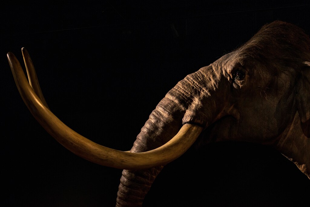 herbivores like this mammoth here would have helped to prevent wildfires with their grazing thousands of years ago