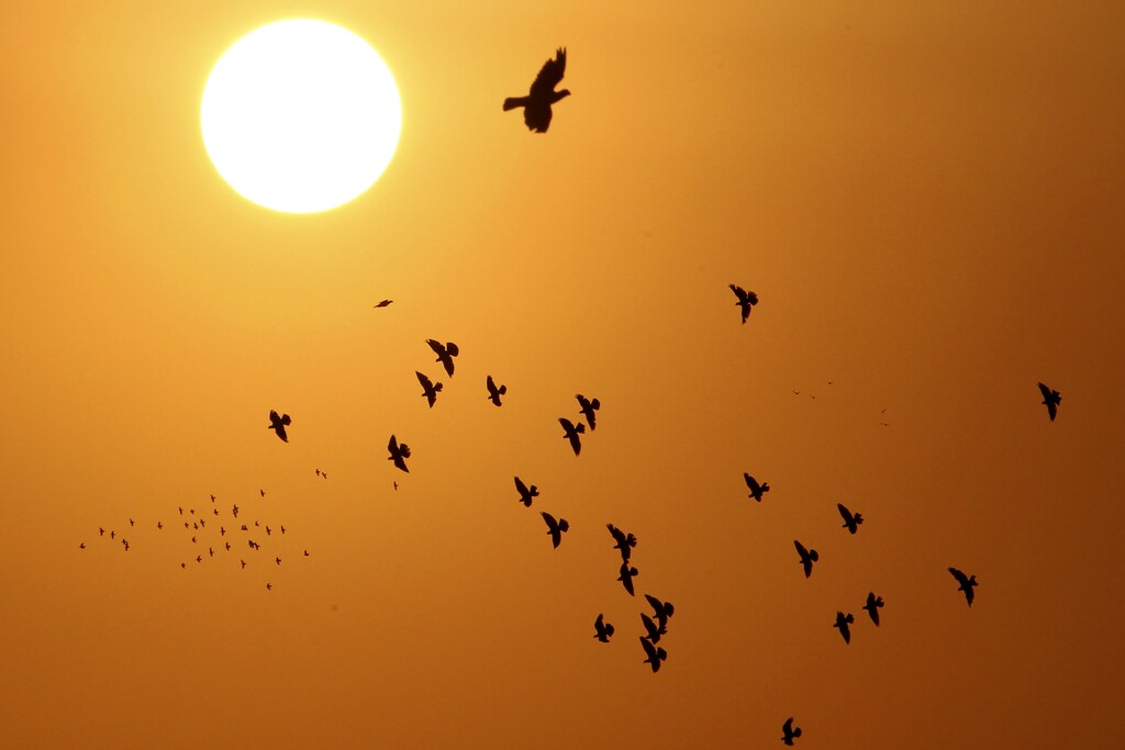 Doves, silhouetted against the rising sun, fly over the Jordanian capital of Amman September 5, 2013. REUTERS/Muhammad Hamed (JORDAN - Tags: ANIMALS SOCIETY) - GM1E9960BH802