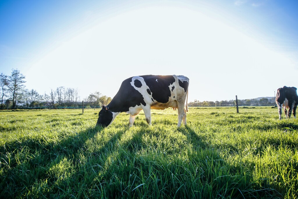 Black and white cow eating green grass during daytime.