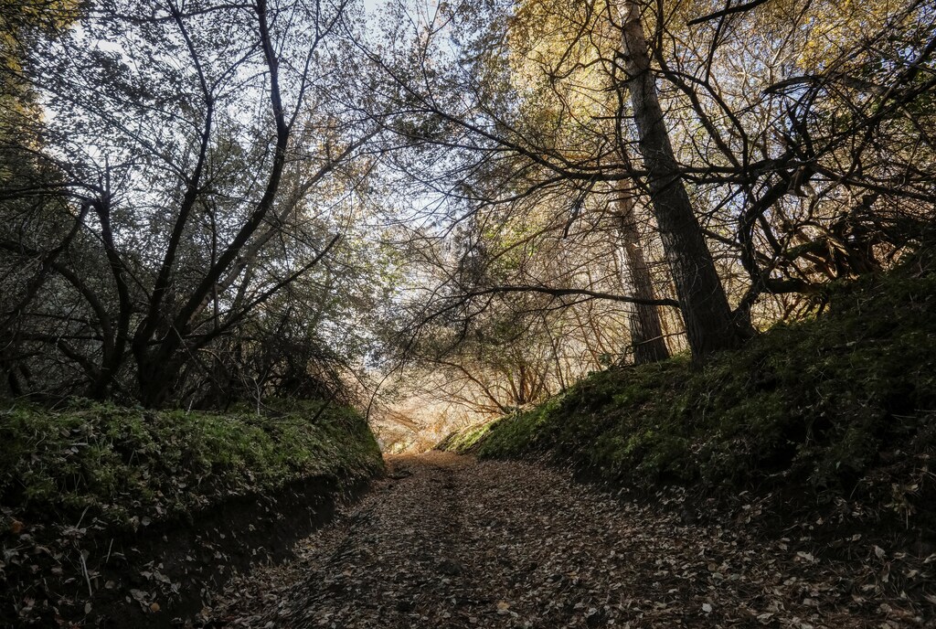 Leaf covered road is pictured on a sunny autumn day in a forest outside Almaty, Kazakhstan October 10, 2017. REUTERS/Shamil Zhumatov - RC13C8A29F20