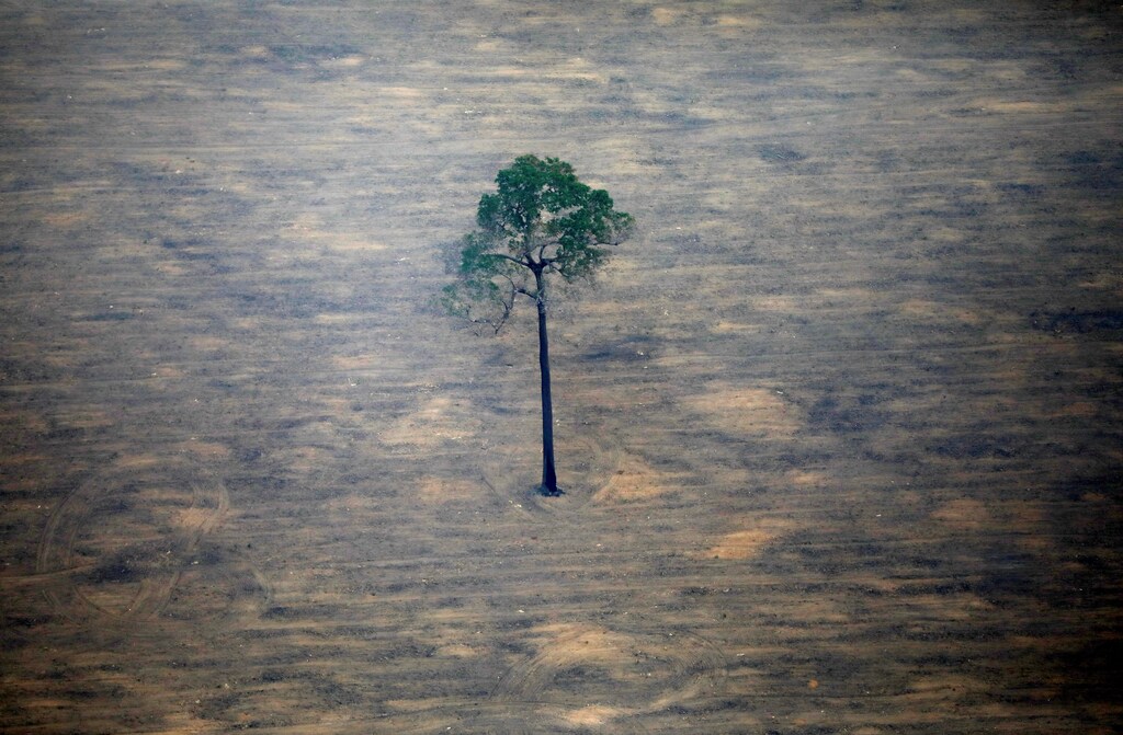 An aerial view shows a deforested plot of the Amazon near Porto Velho, Rondonia State, Brazil, September 17, 2019.