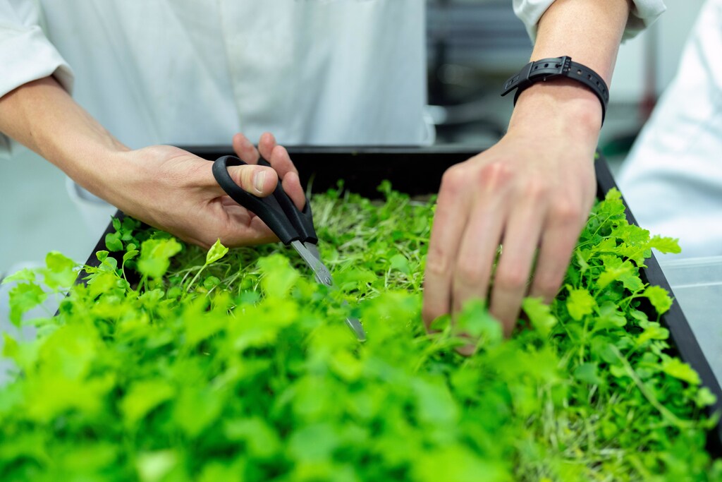 Close-up on a person's hands cutting green leaves with scissors.