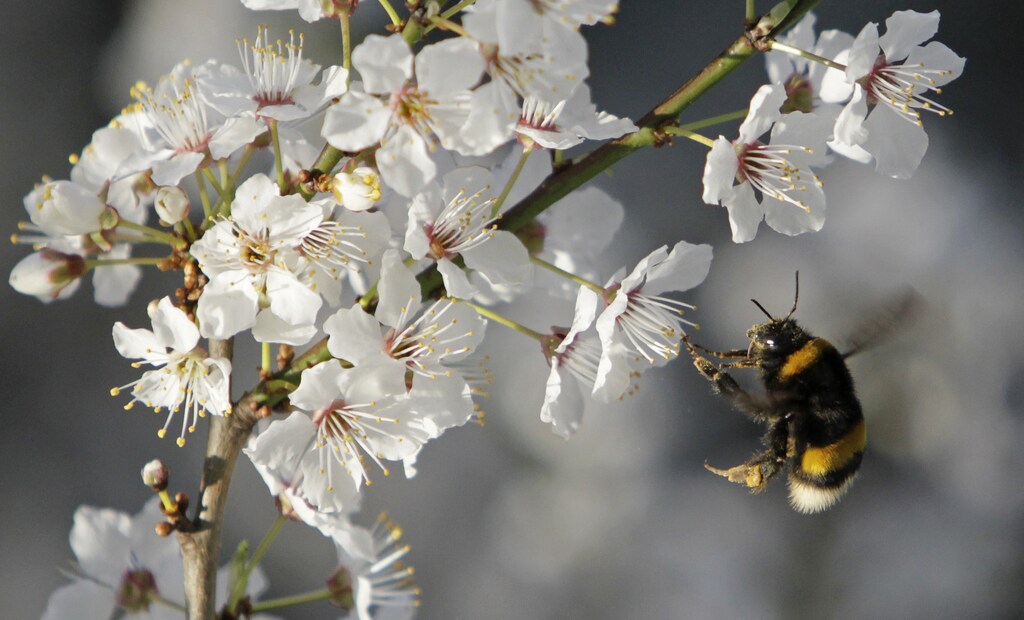 A bumble bee collects pollen from a blooming cherry tree in Prague